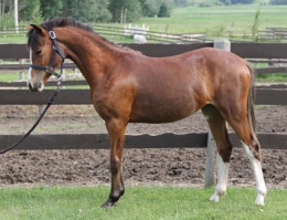 Daventrys Cover Girl