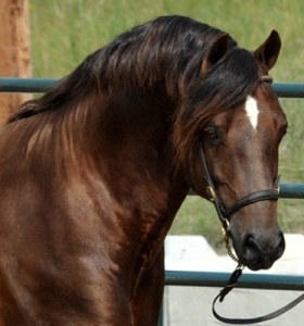 Goldhills Brandysnap