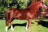 Penrhyn Sporting Chance