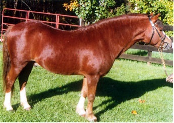 Penrhyn Sporting Chance