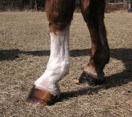 Penrhyn Sporting Chance at 23 years of age