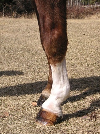 Penrhyn Sporting Chance at 23 years of age