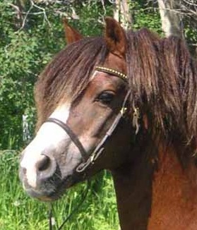 Penrhyn Sporting Chance at 23 years of age