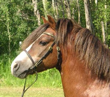 Penrhyn Sporting Chance at 23 years of age