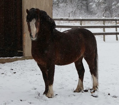 Penrhyn Sporting Chance at 25 years of age