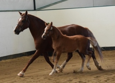 Photo credit: Ann Daum Kustar