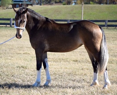 Photo Credit: Mary Francis Mangum - 1 1/2 Years Old