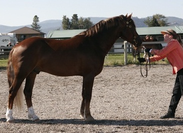 Tracy Dopko and Goldhills Brandysnap