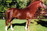 Penrhyn Sporting Chance